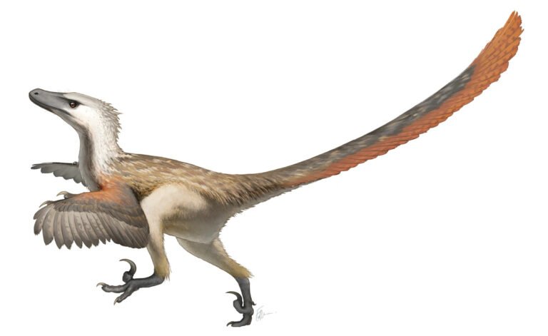 Velociraptor 01