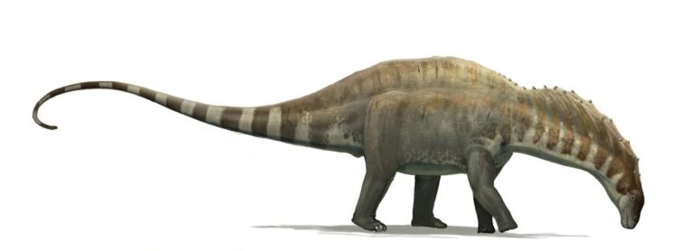 Amargasaurus 01