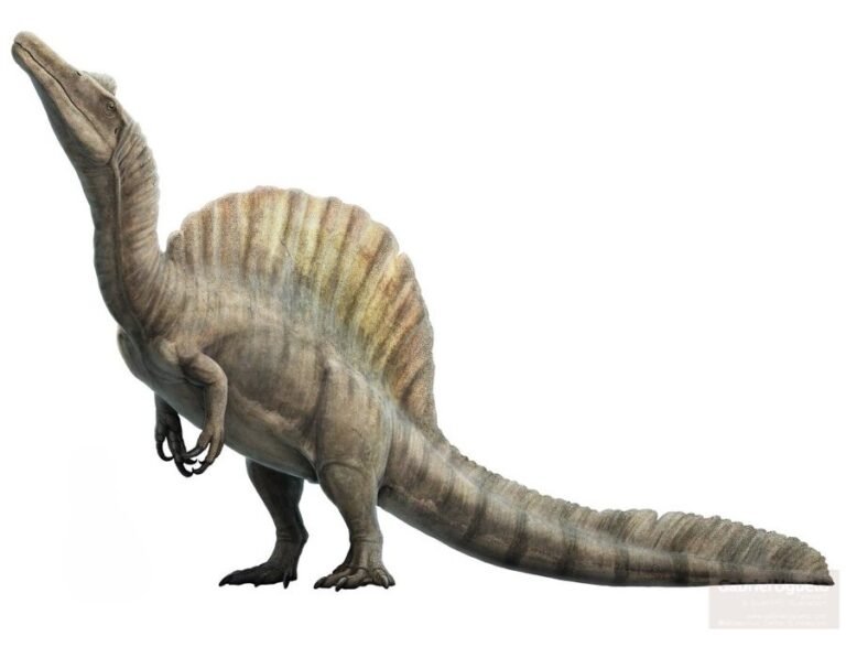 Spinosaurus 01