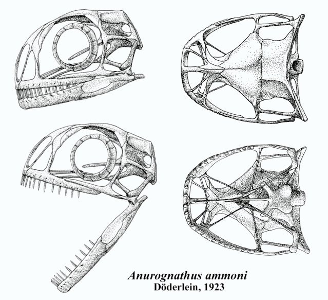 Anurognathus 02 Revised Skull