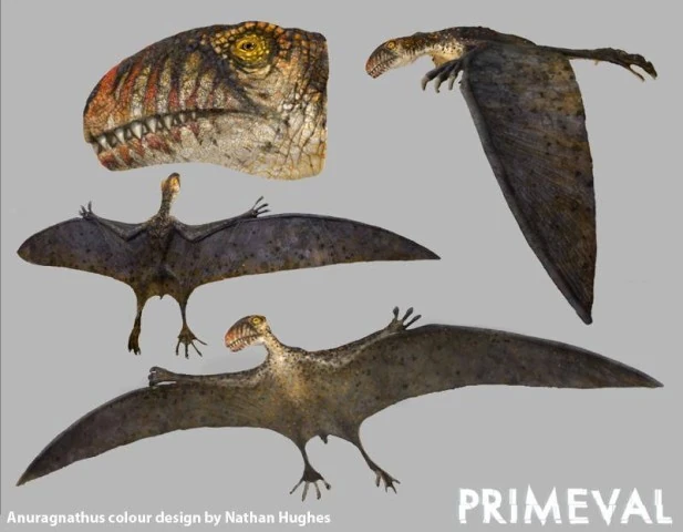 Anurognathus 07