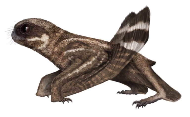 Anurognathus 01
