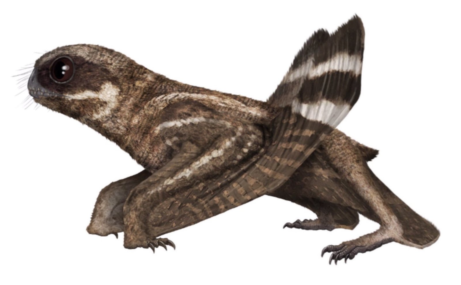 Anurognathus