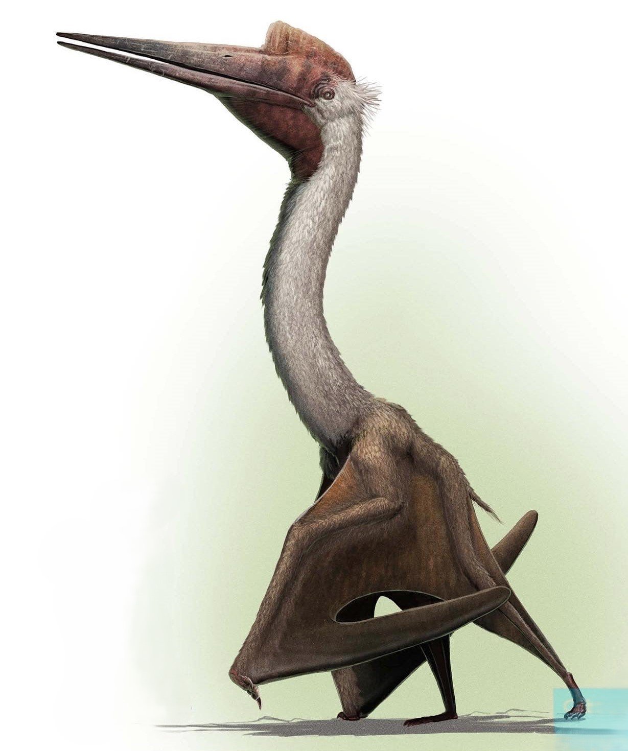 Quetzalcoatlus