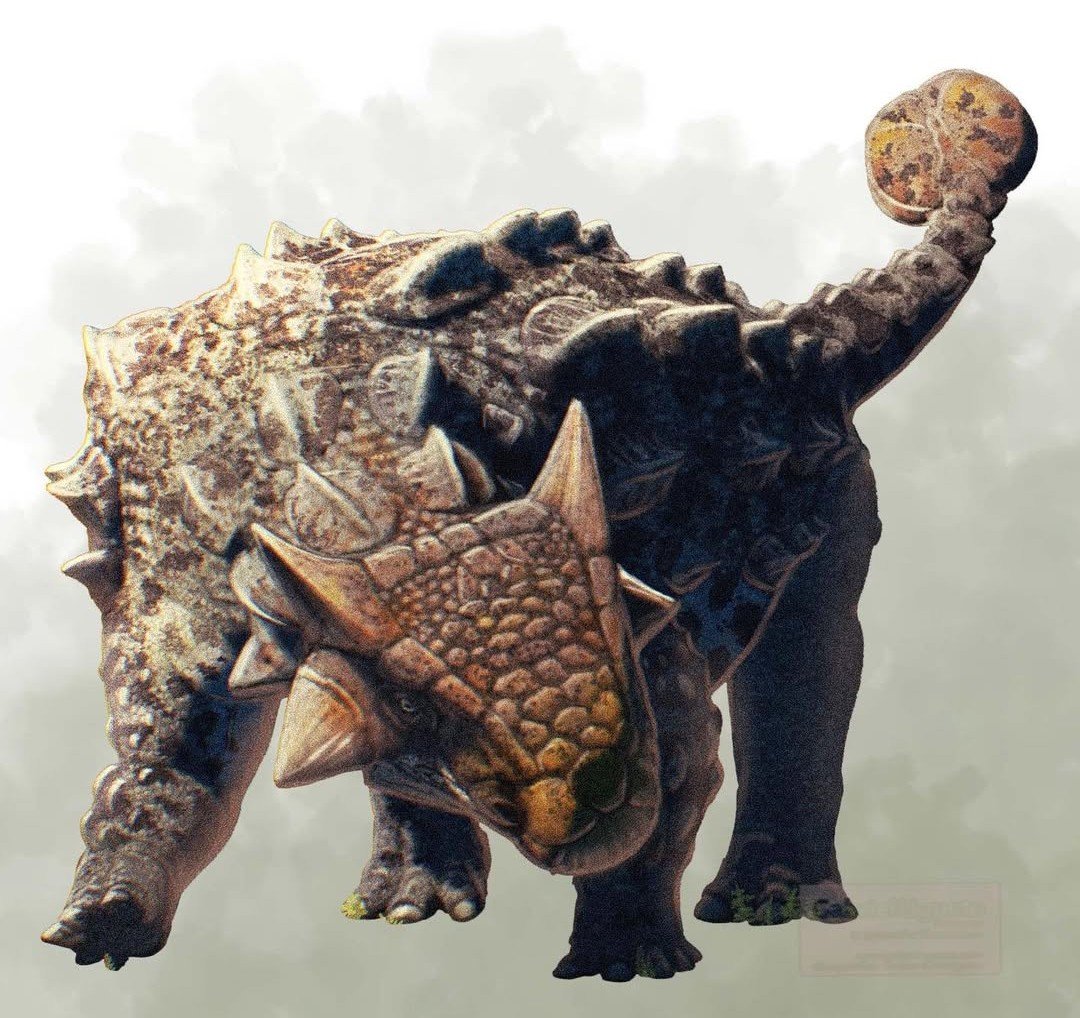 Ankylosaurus 01