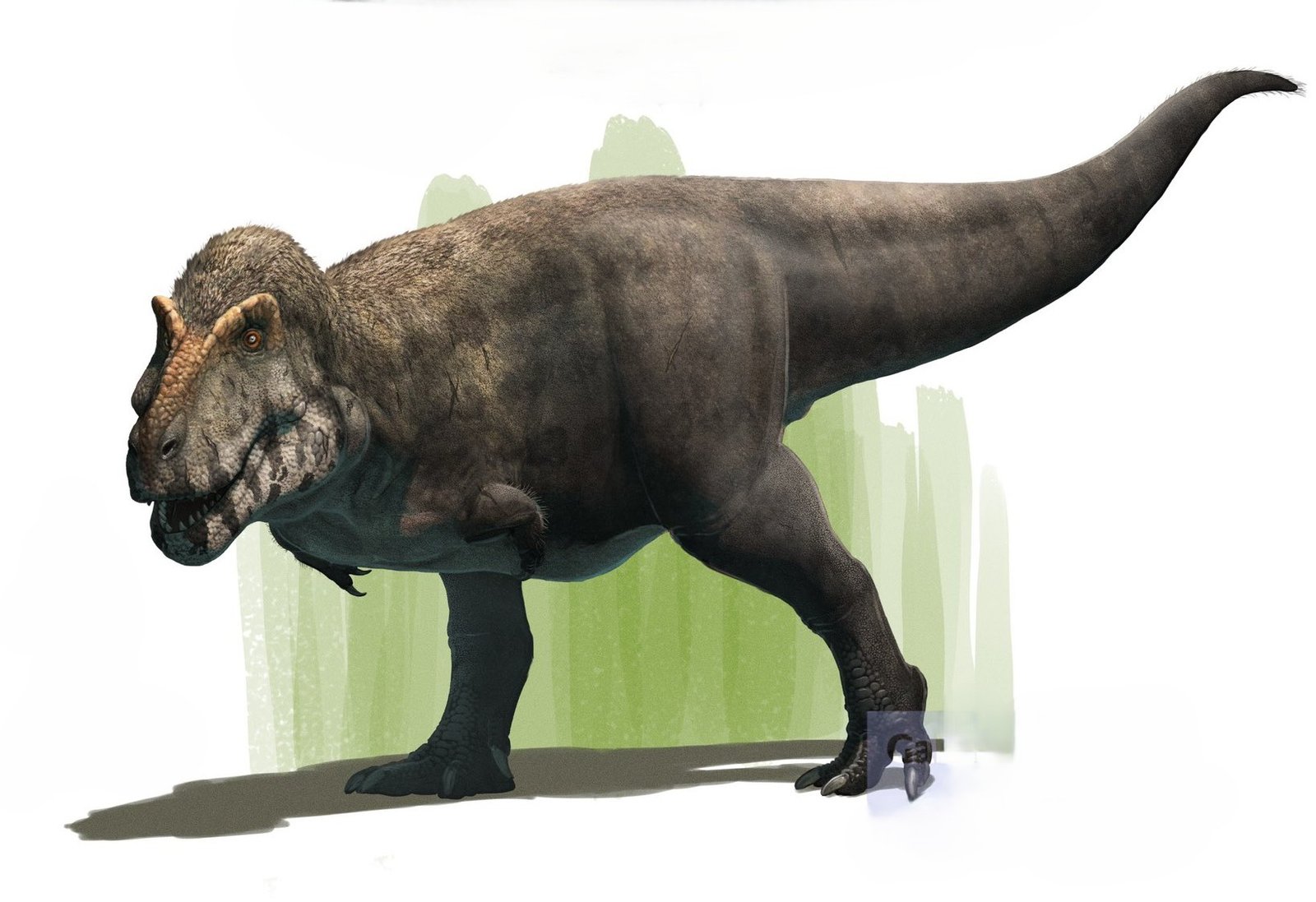 Tyrannosaurus 01
