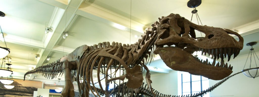 American museum of natural history 02