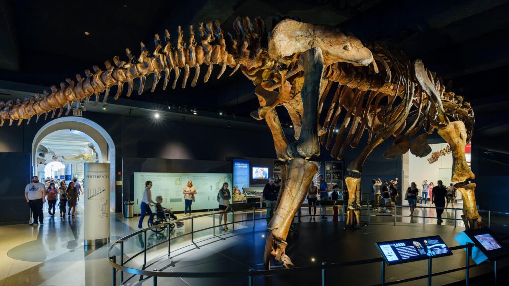 American museum of natural history 03
