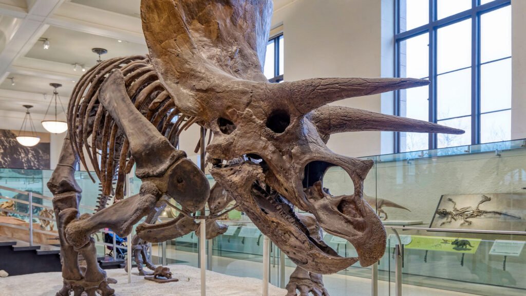 American museum of natural history 04