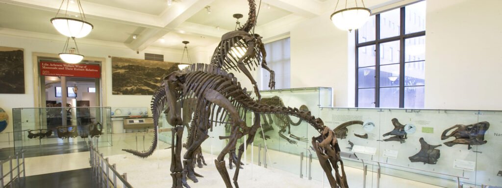 American museum of natural history 06