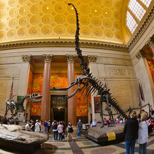 American museum of natural history