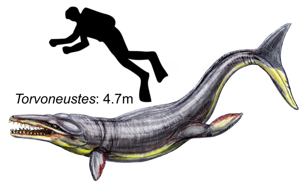 Torvoneustes 02