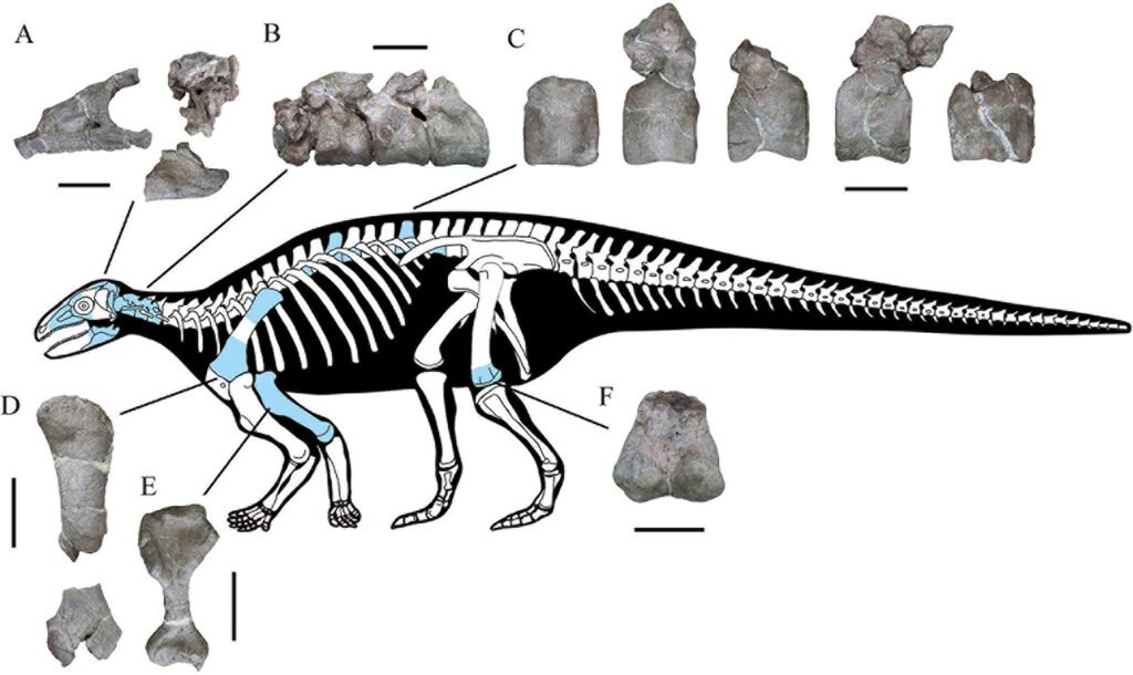 Yuxisaurus 02
