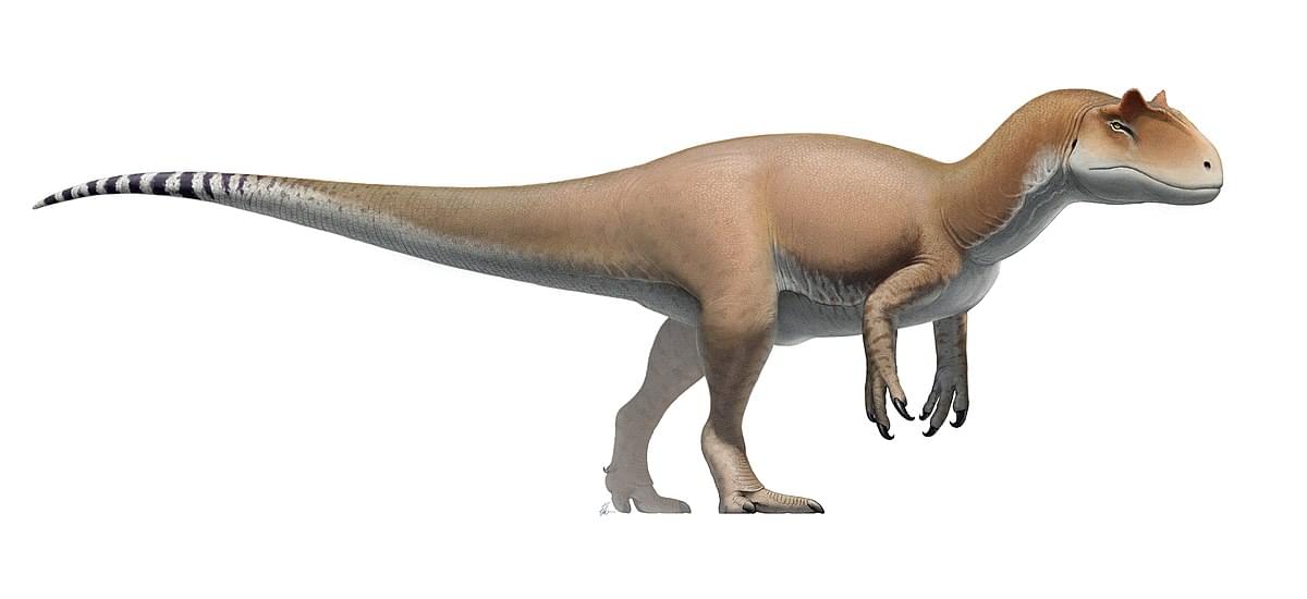 Dinosaur: Allosaurus