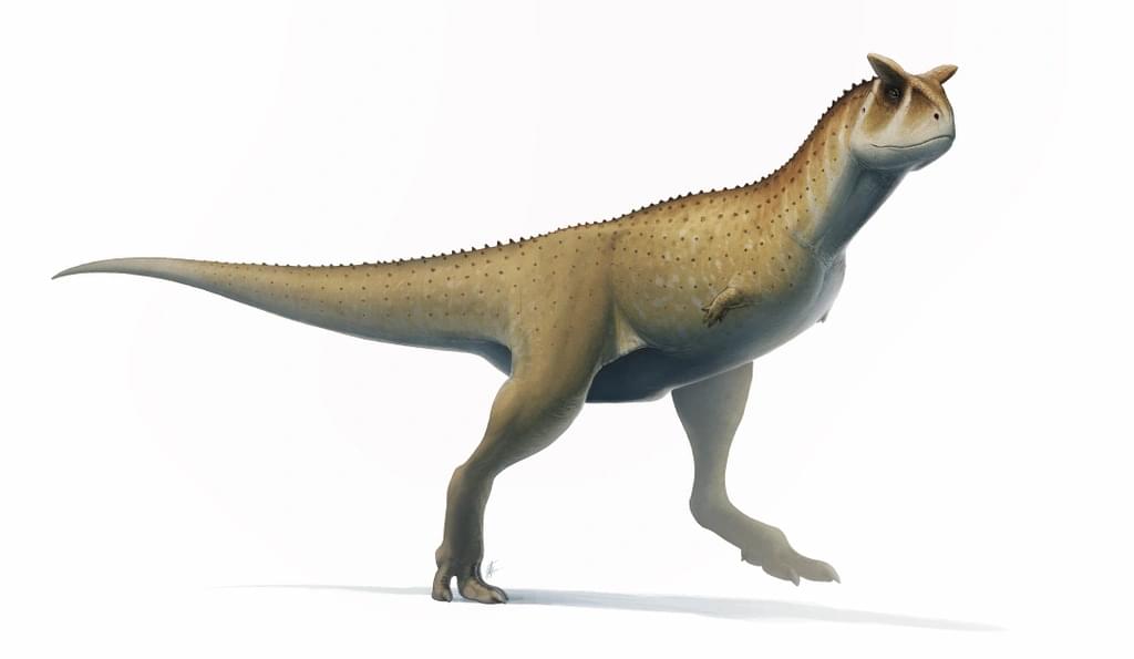 Dinosaur: Carnotaurus
