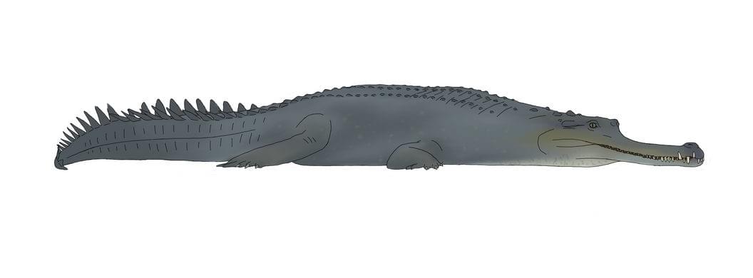Crocodilian: Gryposuchus