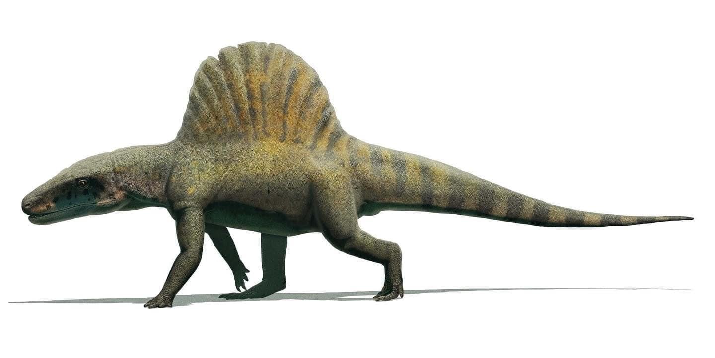 Crocodilian: Arizonasaurus