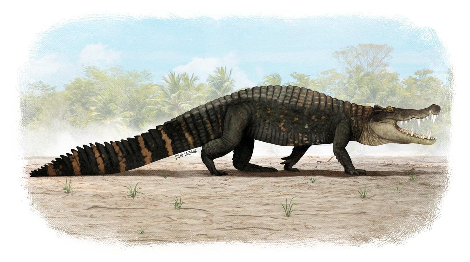 Crocodilian: Kaprosuchus