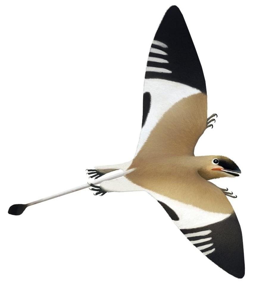 Pterosaur: Peteinosaurus