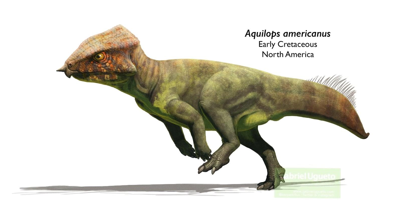 Dinosaur: Aquilops