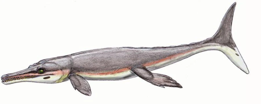 Crocodilian: Torvoneustes